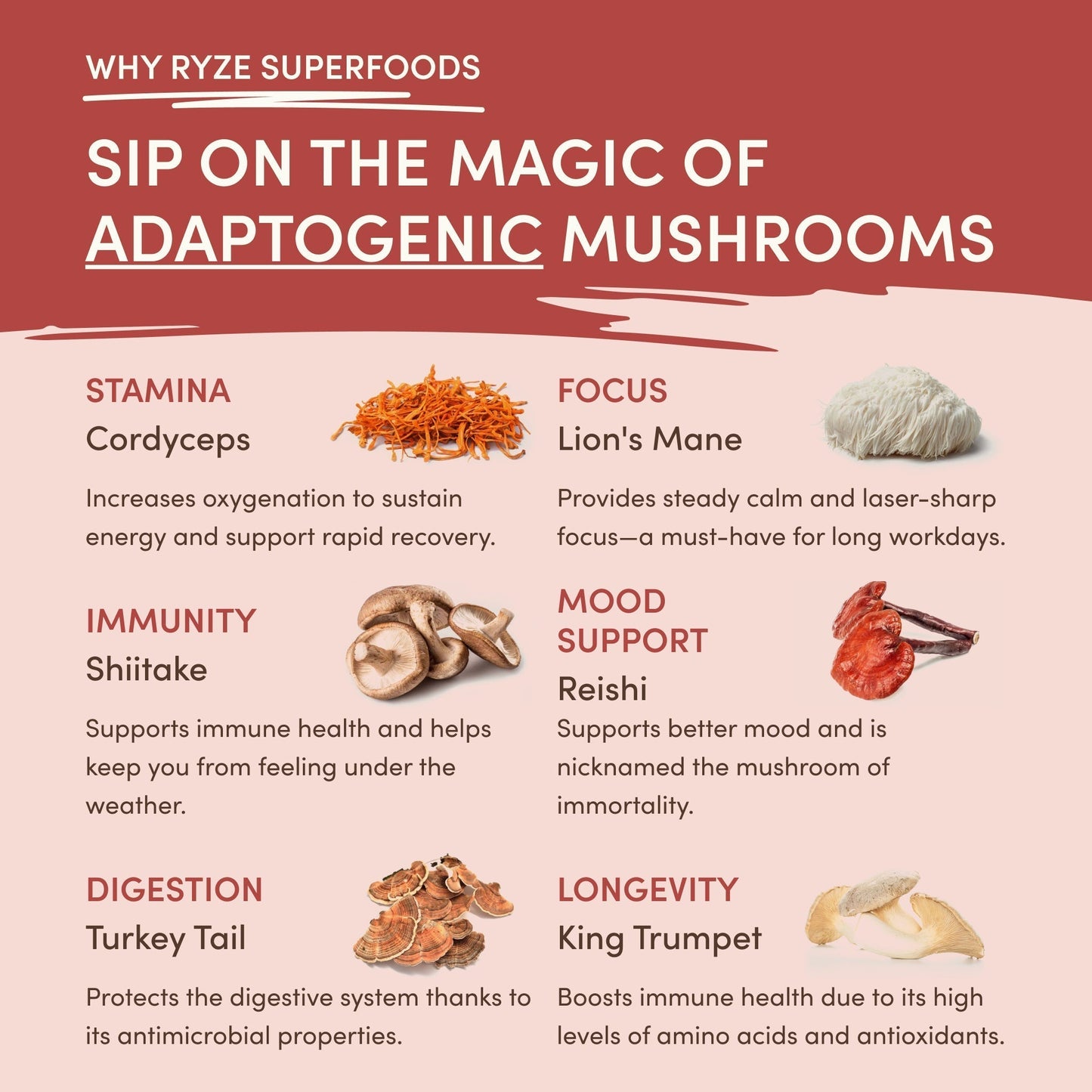 Mushroom Chai Original M6B43