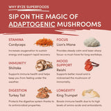 Mushroom Chai Original M6B43