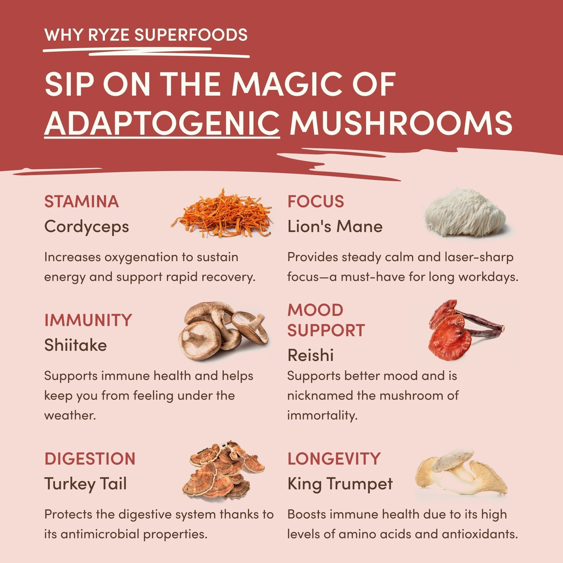 Mushroom Chai Original M6B43